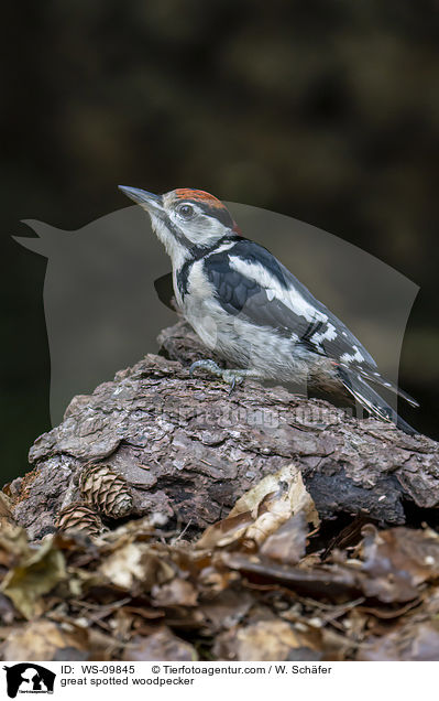 Buntspecht / great spotted woodpecker / WS-09845