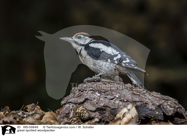 Buntspecht / great spotted woodpecker / WS-09846