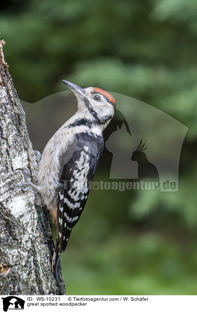 great spotted woodpecker / WS-10231