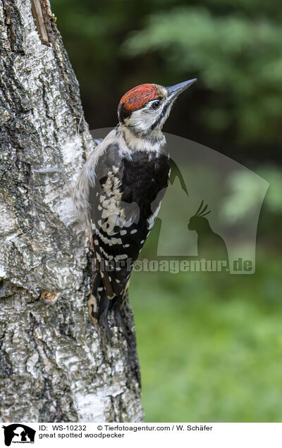 Buntspecht / great spotted woodpecker / WS-10232