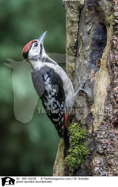 Buntspecht / great spotted woodpecker / WS-10236