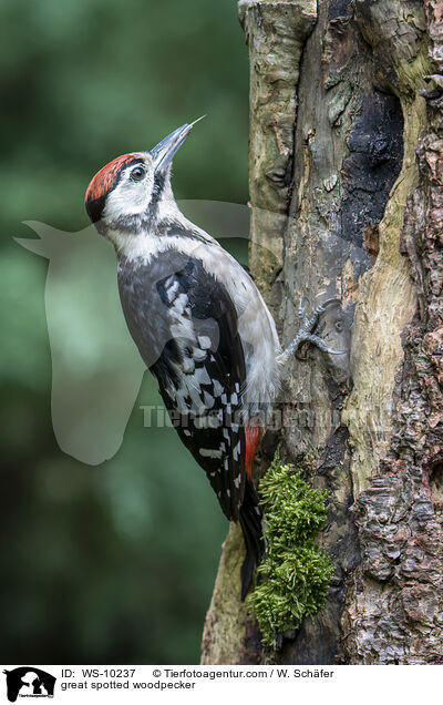 great spotted woodpecker / WS-10237