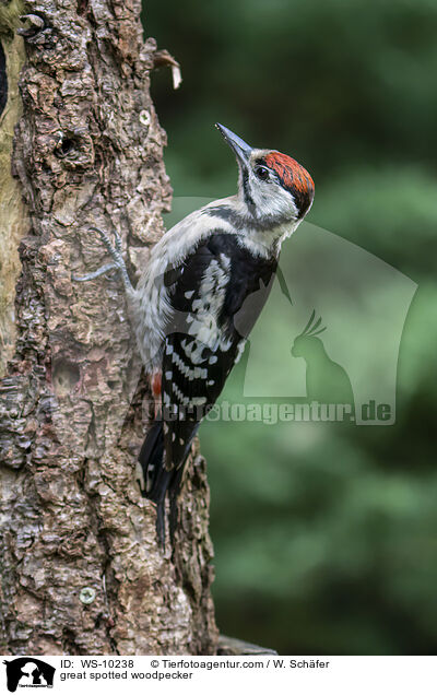 Buntspecht / great spotted woodpecker / WS-10238