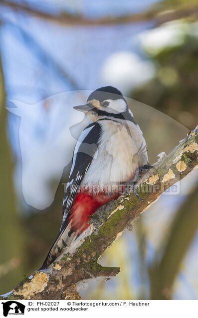 Buntspecht / great spotted woodpecker / FH-02027