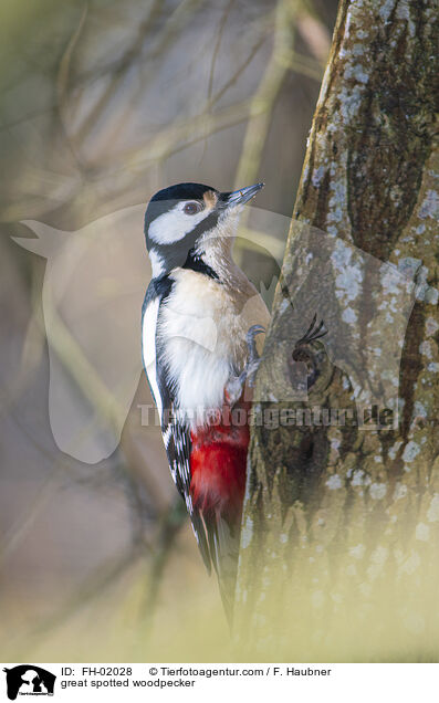 Buntspecht / great spotted woodpecker / FH-02028