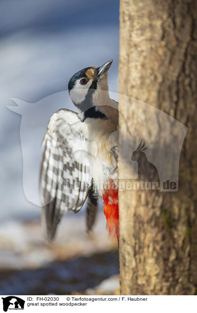 Buntspecht / great spotted woodpecker / FH-02030