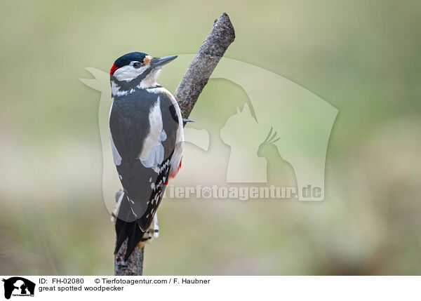 Buntspecht / great spotted woodpecker / FH-02080