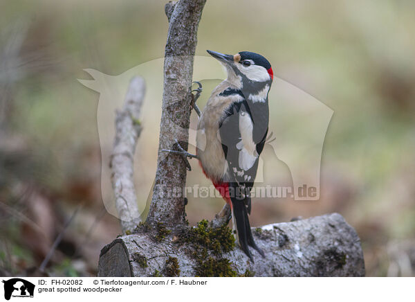 Buntspecht / great spotted woodpecker / FH-02082