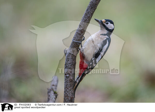 Buntspecht / great spotted woodpecker / FH-02083