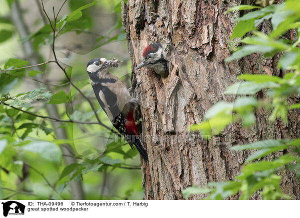 great spotted woodpecker / THA-09496