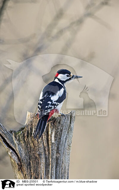 Buntspecht / great spotted woodpecker / MBS-25501