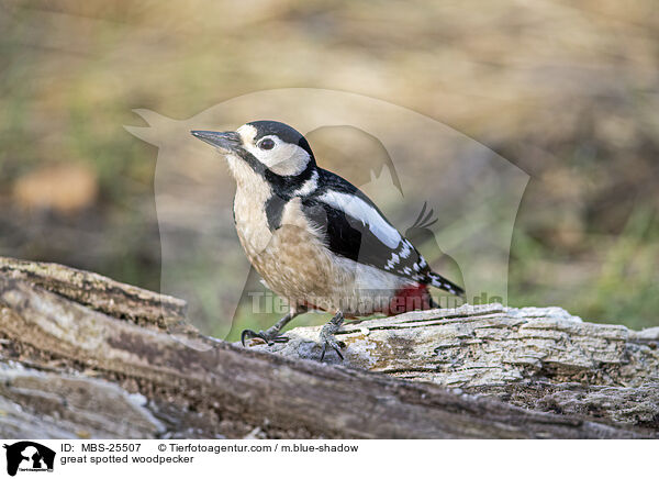Buntspecht / great spotted woodpecker / MBS-25507