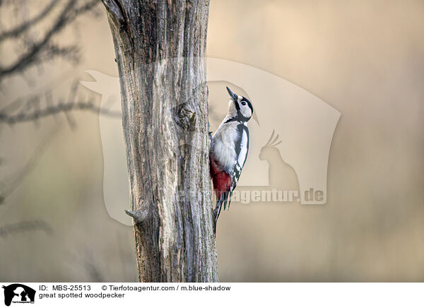 Buntspecht / great spotted woodpecker / MBS-25513