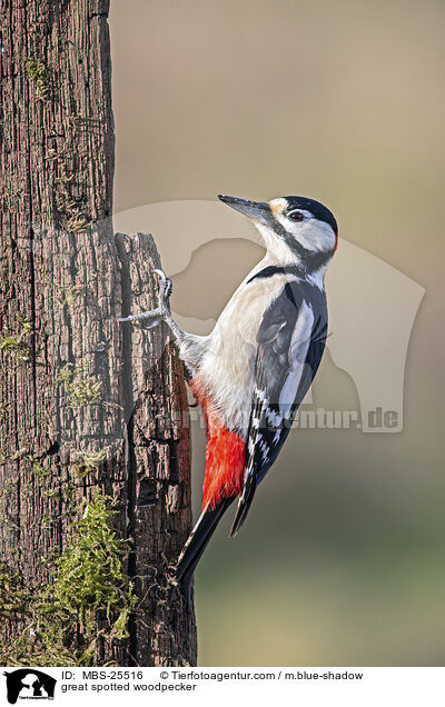 great spotted woodpecker / MBS-25516