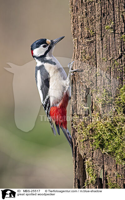Buntspecht / great spotted woodpecker / MBS-25517