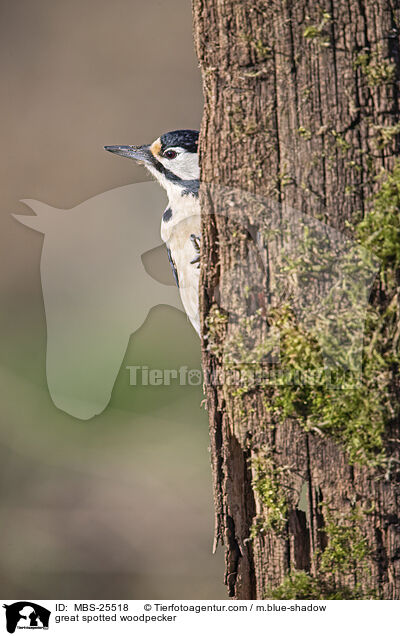 Buntspecht / great spotted woodpecker / MBS-25518