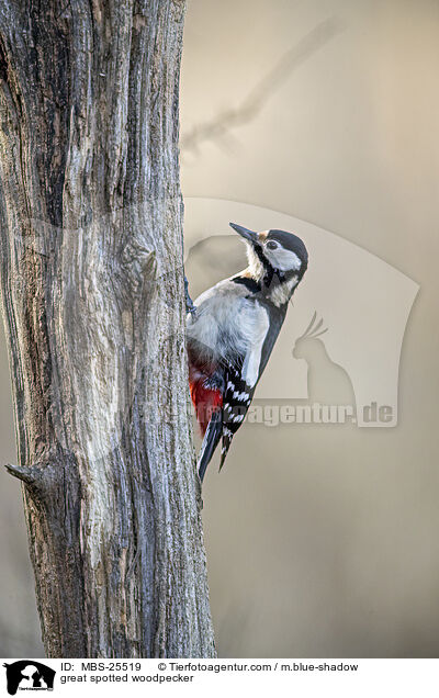 Buntspecht / great spotted woodpecker / MBS-25519