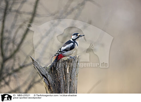 Buntspecht / great spotted woodpecker / MBS-25521