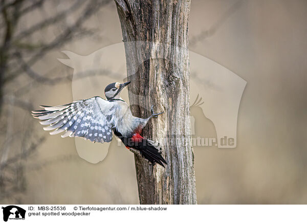 great spotted woodpecker / MBS-25536