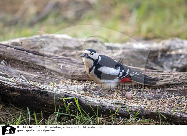 Buntspecht / great spotted woodpecker / MBS-25537