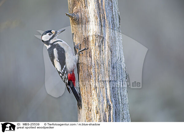 Buntspecht / great spotted woodpecker / MBS-25539