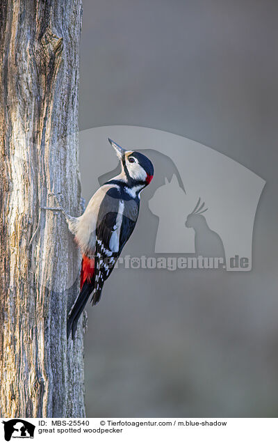great spotted woodpecker / MBS-25540