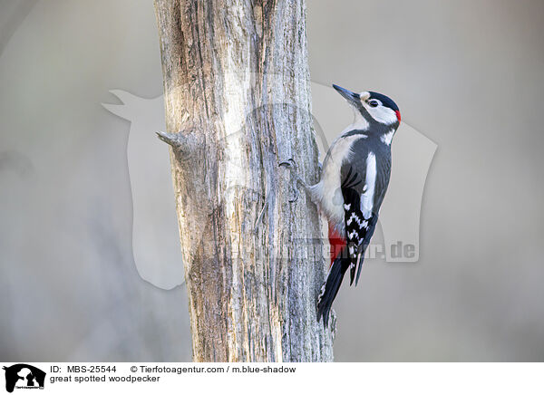 great spotted woodpecker / MBS-25544