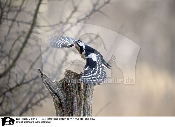 Buntspecht / great spotted woodpecker / MBS-25548