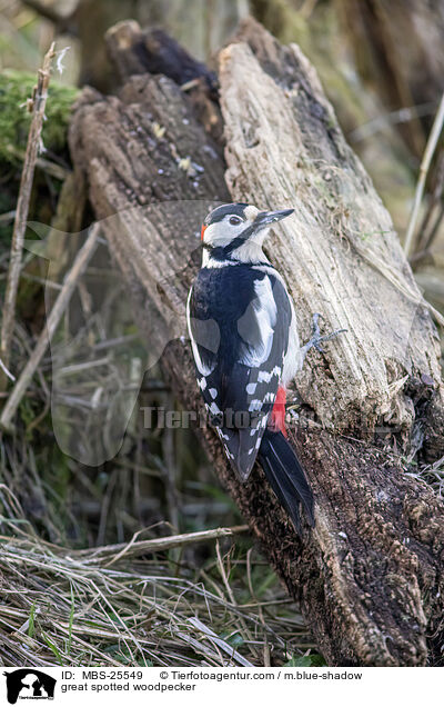 Buntspecht / great spotted woodpecker / MBS-25549
