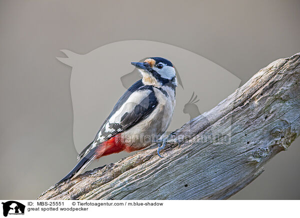 great spotted woodpecker / MBS-25551