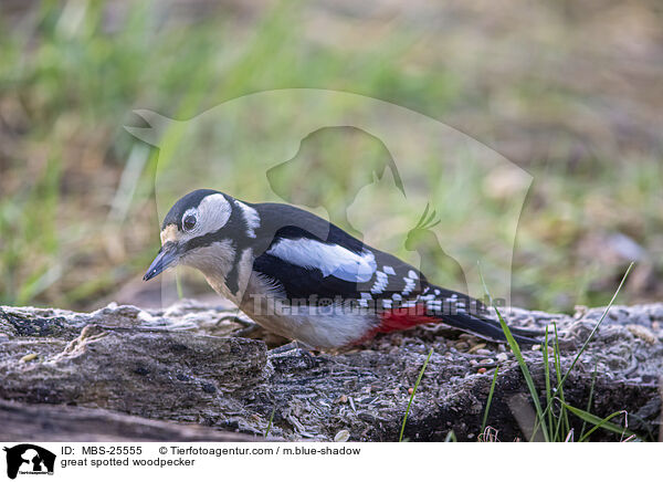 great spotted woodpecker / MBS-25555