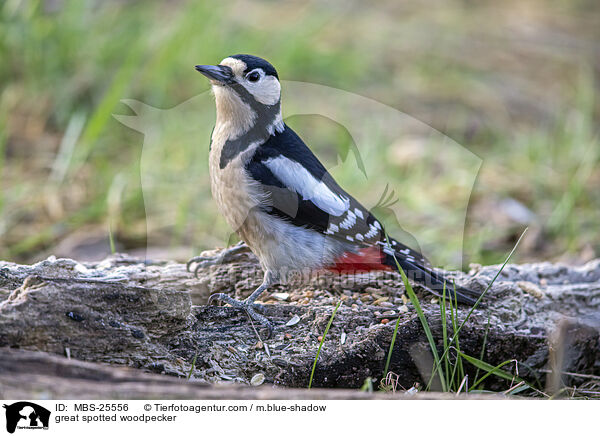 Buntspecht / great spotted woodpecker / MBS-25556