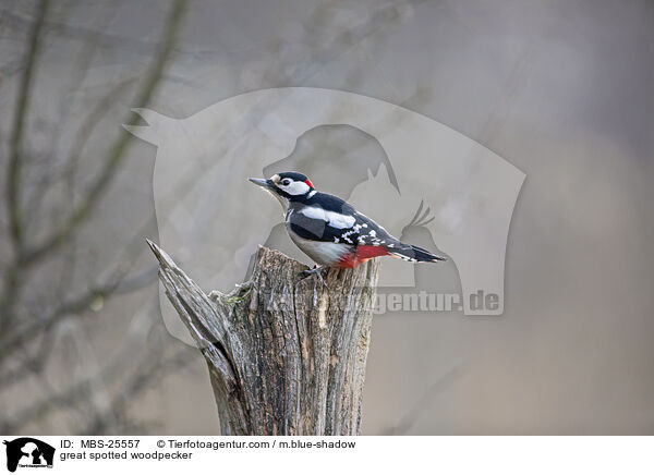Buntspecht / great spotted woodpecker / MBS-25557