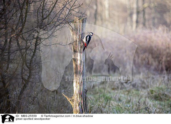 Buntspecht / great spotted woodpecker / MBS-25559