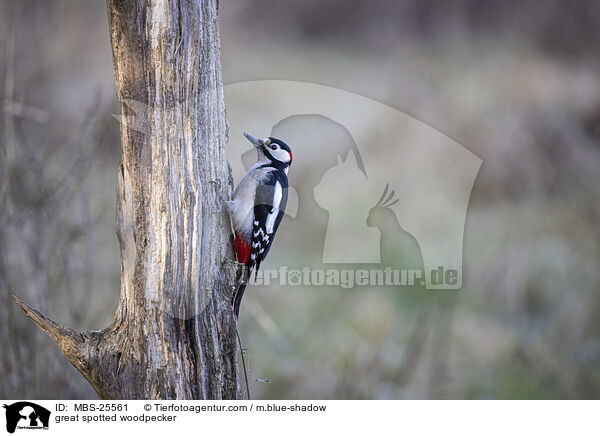Buntspecht / great spotted woodpecker / MBS-25561