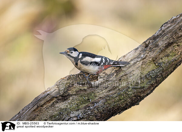 Buntspecht / great spotted woodpecker / MBS-25563