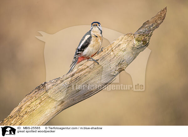 Buntspecht / great spotted woodpecker / MBS-25565