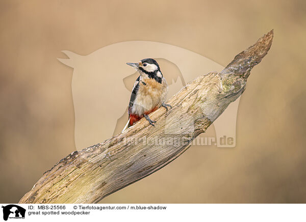 great spotted woodpecker / MBS-25566