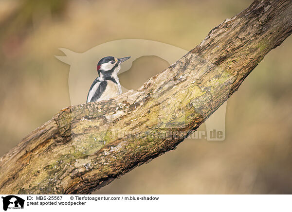 Buntspecht / great spotted woodpecker / MBS-25567