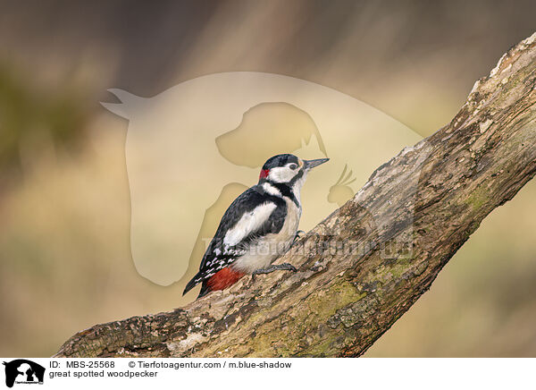 Buntspecht / great spotted woodpecker / MBS-25568