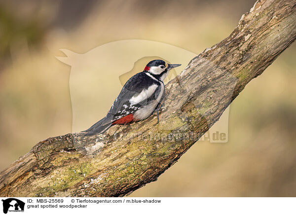 Buntspecht / great spotted woodpecker / MBS-25569