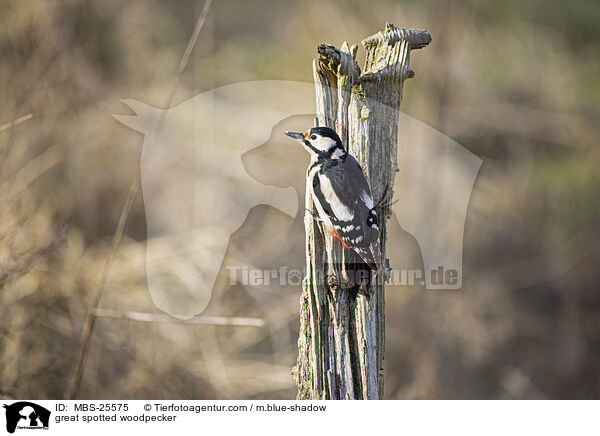 Buntspecht / great spotted woodpecker / MBS-25575