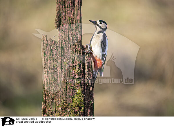Buntspecht / great spotted woodpecker / MBS-25576