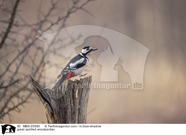 Buntspecht / great spotted woodpecker / MBS-25580