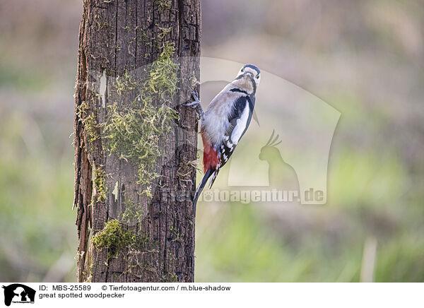 great spotted woodpecker / MBS-25589