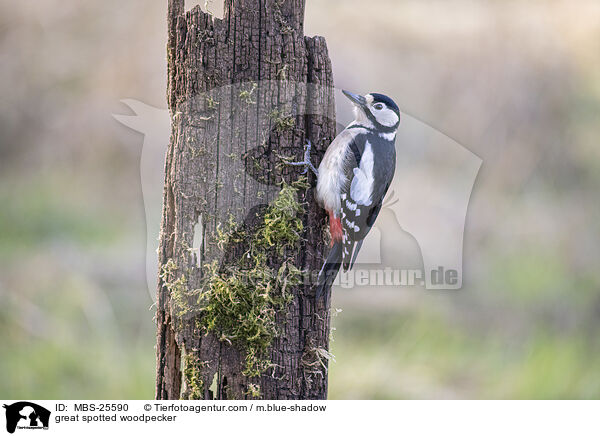 Buntspecht / great spotted woodpecker / MBS-25590