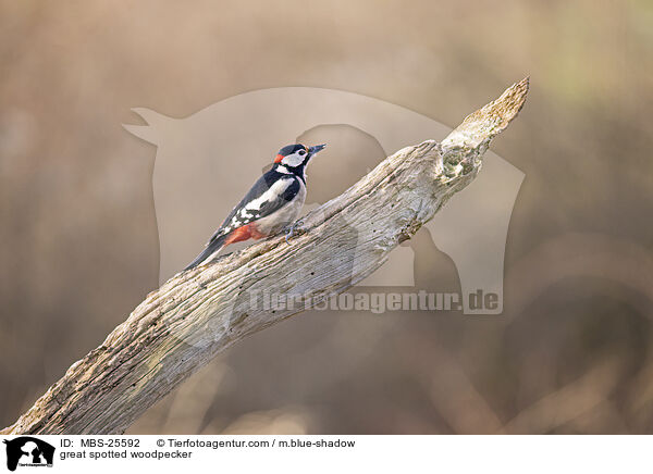 great spotted woodpecker / MBS-25592