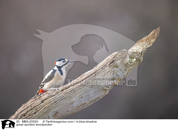 Buntspecht / great spotted woodpecker / MBS-25593