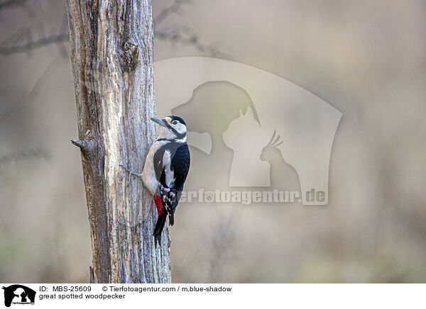 Buntspecht / great spotted woodpecker / MBS-25609