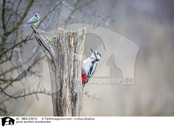 great spotted woodpecker / MBS-25616
